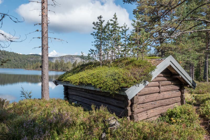 Cabine da floresta com telhado da grama