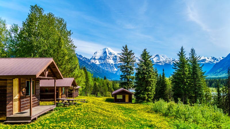 Cabins surrounded by Dandelions in Robson Provincial Park, with the highest snow covered peak of Mount Robson