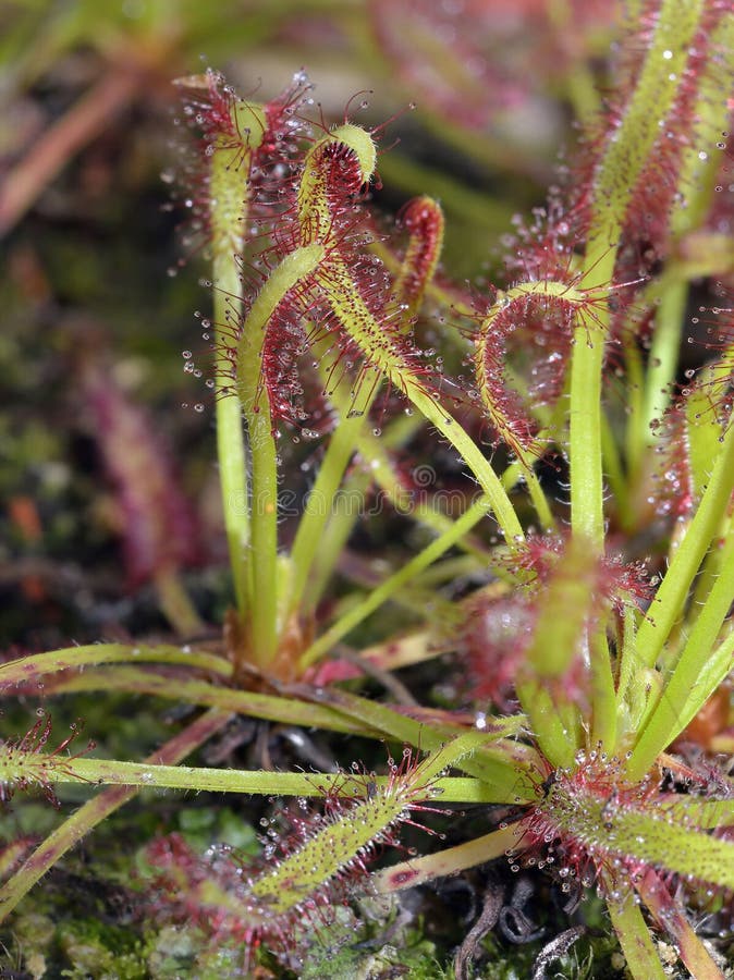 Cabo Sundew imagem de stock Cabo Sundew imagem de stock