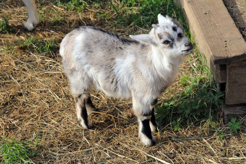 Cabrito fotos de stock royalty free