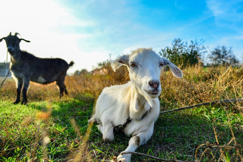Cabra branca na natureza de um ângulo largo, no horizonte uma cabra preta, em um pasto contra um céu azul fotografia de stock Cabra branca na natureza de um ângulo largo, no horizonte uma cabra preta, em um pasto contra um céu azul fotografia de stock
