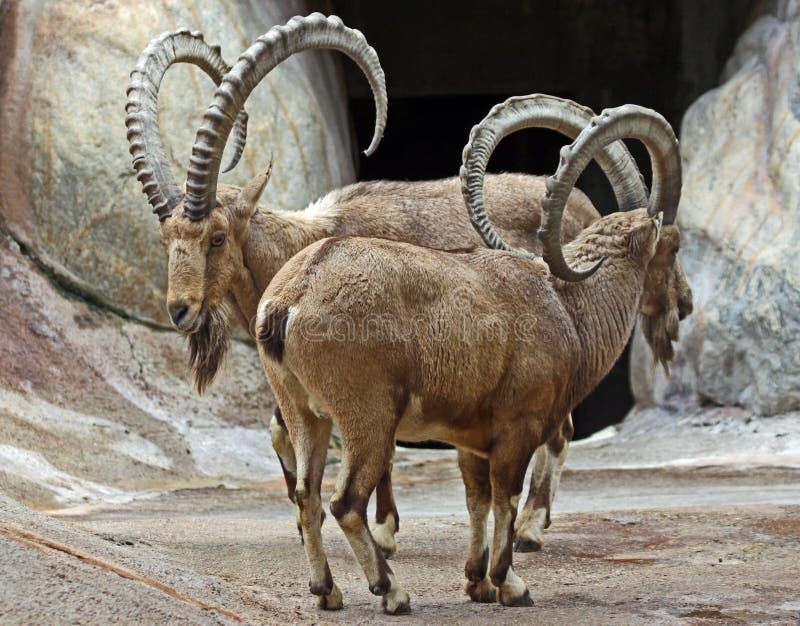 African Mountain Goats Standing Front to Rear. African Mountain Goats Standing Front to Rear