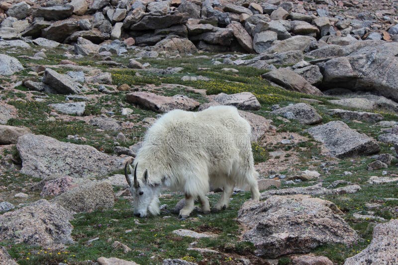 Cabra de montanha em Mt Evans, Colorado Rocky Mountains imagem de stock Cabra de montanha em Mt Evans, Colorado Rocky Mountains imagem de stock