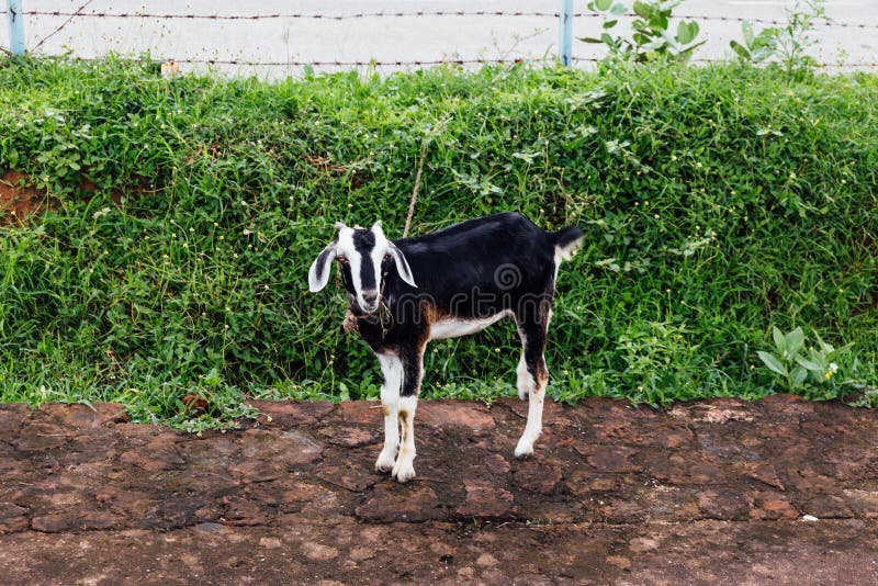 Cabra do animal de estimação com a pele preto e branco que está na sujeira com os arbustos verdes no fundo em Bodh Gaya, Bihar, Í imagens de stock Cabra do animal de estimação com a pele preto e branco que está na sujeira com os arbustos verdes no fundo em Bodh Gaya, Bihar, Í imagens de stock