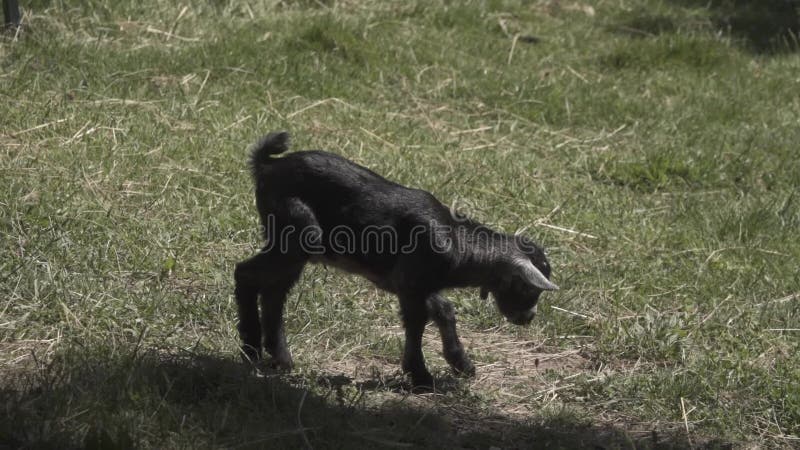 A cabra do bebê encontra-se para baixo na grama