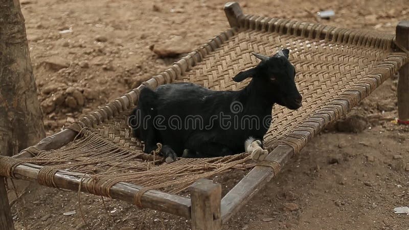 A cabra encontra-se em uma cama de vime em uma vila indiana Animais engraçados