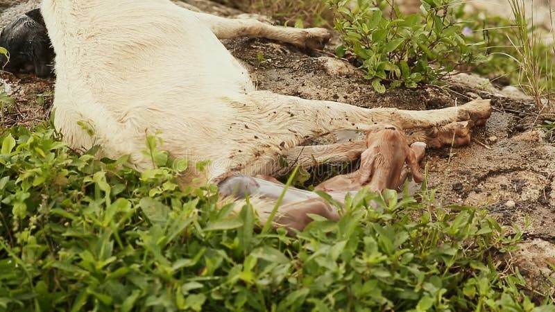 A cabra encontra-se na grama ao lado da lagoa com as duas crianças recentemente carregadas pequenas