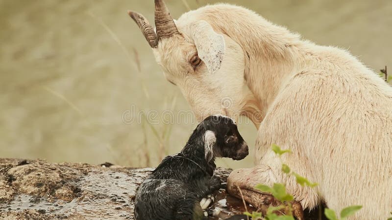 A cabra encontra-se na grama ao lado da lagoa com um bebê recém-nascido preto