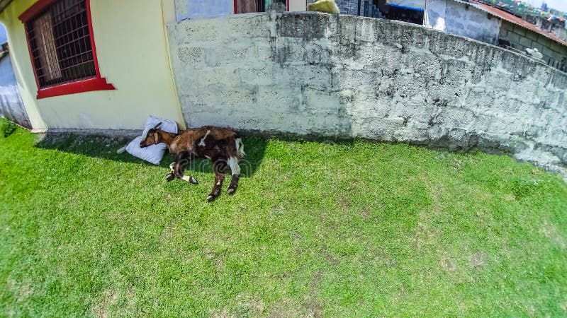 Cabra engraçada e carnudo da sesta da tarde - do sono, do relaxamento e do descanso imagem de stock Cabra engraçada e carnudo da sesta da tarde - do sono, do relaxamento e do descanso imagem de stock