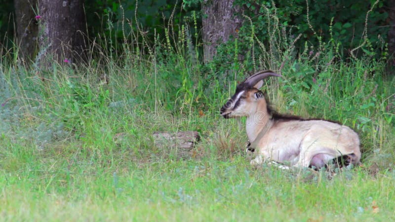 A cabra fica no campo coçando e olha em volta. cópia de espaço total