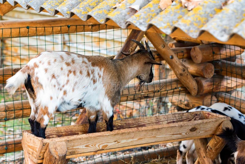 A cabra nova pequena está no alimentador no jardim zoológico foto de stock A cabra nova pequena está no alimentador no jardim zoológico foto de stock