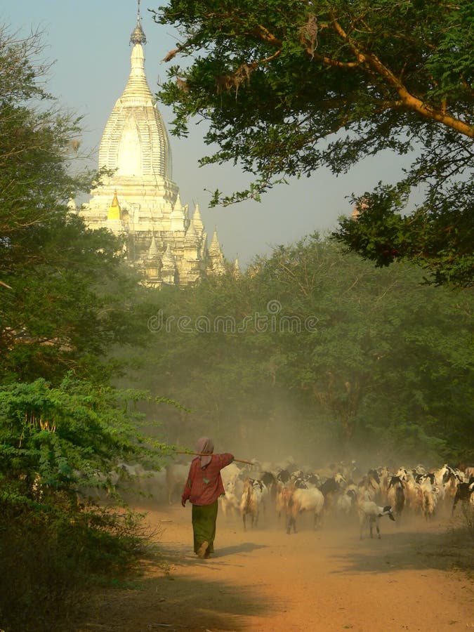 Goat Herding near Gawdawpalin Temple, Bagan Archaeological Zone, Mandalay Province, Myanmar (Burma). Goat Herding near Gawdawpalin Temple, Bagan Archaeological Zone, Mandalay Province, Myanmar (Burma)