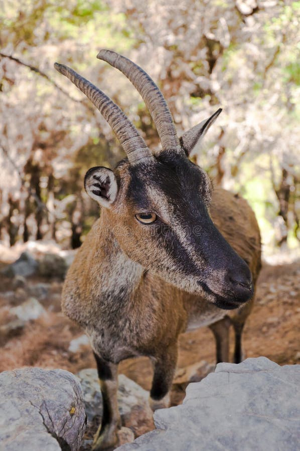 Cabra selvagem do kri-kri em Samaria Gorge, Creta, Grécia. imagens de stock Cabra selvagem do kri-kri em Samaria Gorge, Creta, Grécia. imagens de stock