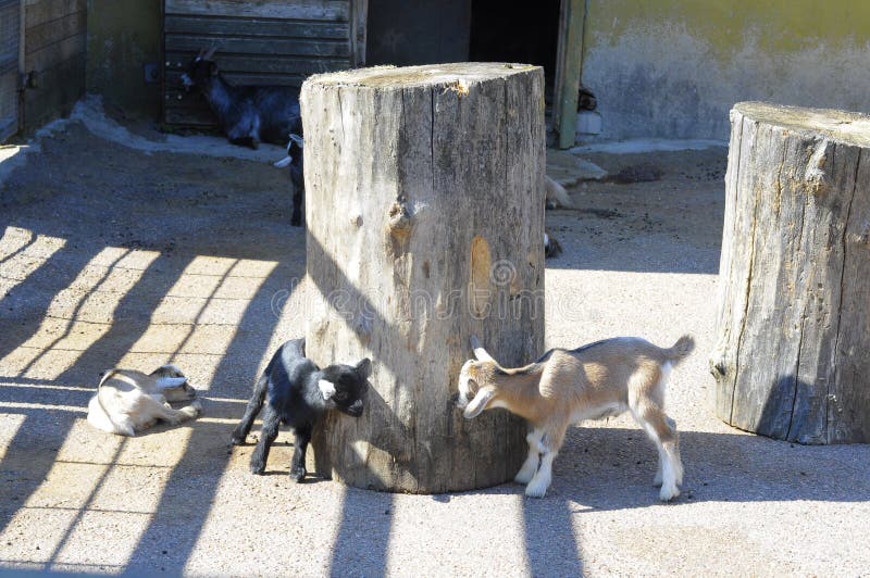 Cabras de jogo pequenas fotos de stock