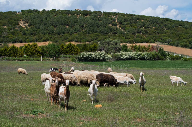 Cabras e carneiros que pastam no campo verde fotografia de stock royalty free Cabras e carneiros que pastam no campo verde fotografia de stock royalty free