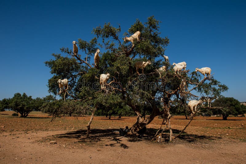 Cabras en el ?rbol del spinosa de Argan Argania, Marruecos imágenes de archivo libres de regalías Cabras en el ?rbol del spinosa de Argan Argania, Marruecos imágenes de archivo libres de regalías