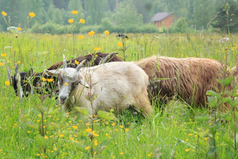 Cabras no campo fotos de stock Cabras no campo fotos de stock