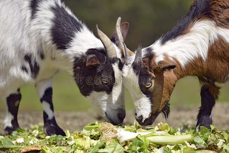 Ten cuidado ensayo Posteridad Cabras Que Comen La Verdura Imagen de archivo - Imagen de claxon, comer:  41542649