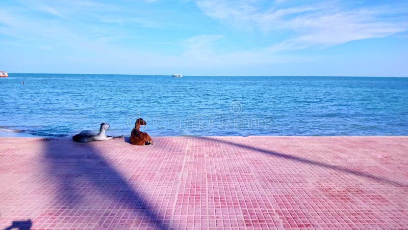 Cabras que miran el mar en la orilla de mar cielo azul hermoso y cielo fotos de archivo Cabras que miran el mar en la orilla de mar cielo azul hermoso y cielo fotos de archivo