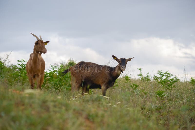 Cabras Que Pastam No Mato Com Espinhos Foto de Stock Imagem de animal
