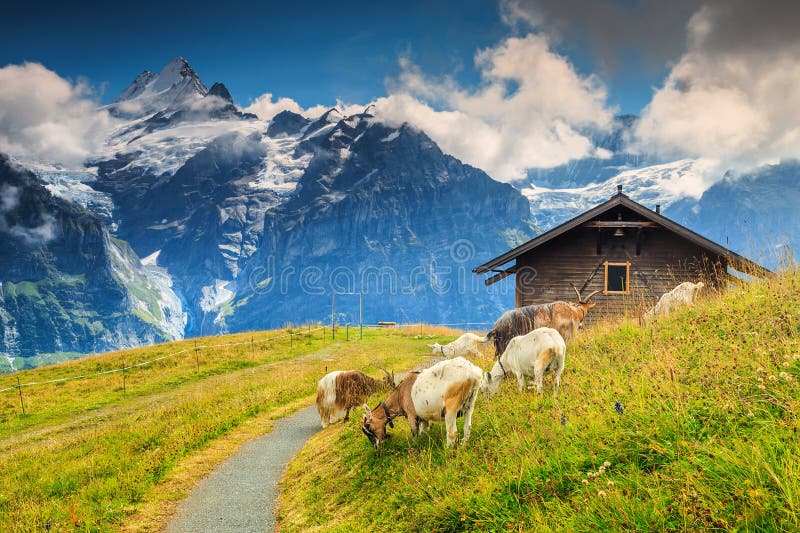 Cabras que pastan en el campo verde alpino, Grindelwald, Suiza, Europa
