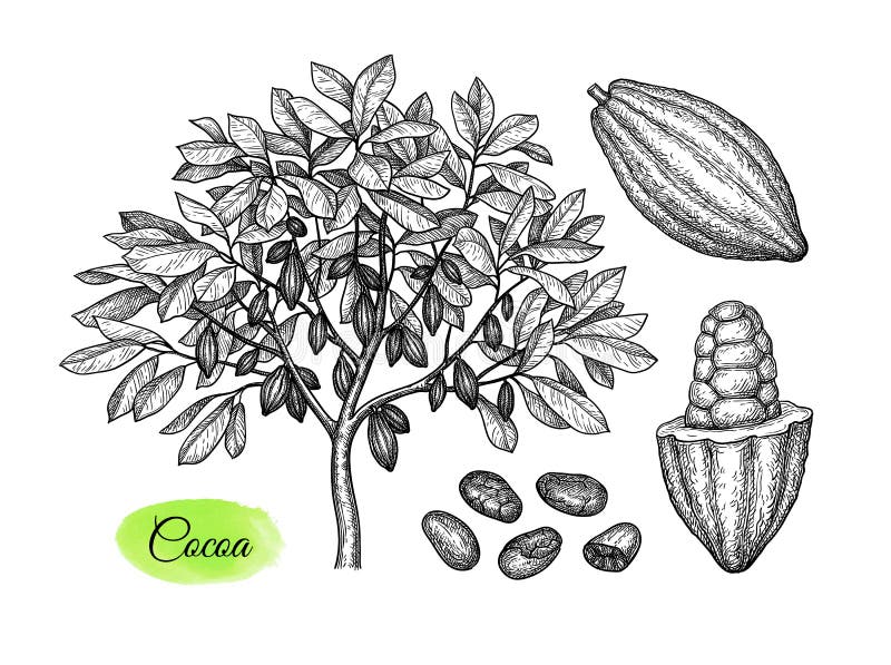 Cacao drzewa i owoc atramentu nakreślenie royalty ilustracja Cacao drzewa i owoc atramentu nakreślenie royalty ilustracja