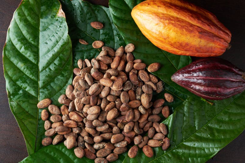 Cacao Nibs Pods Photos - Free & Royalty-Free Stock Photos from Dreamstime