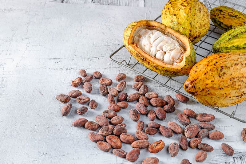 Cacao frais avec des cosses de cacao et des graines de cacao photo libre de droits Cacao frais avec des cosses de cacao et des graines de cacao photo libre de droits