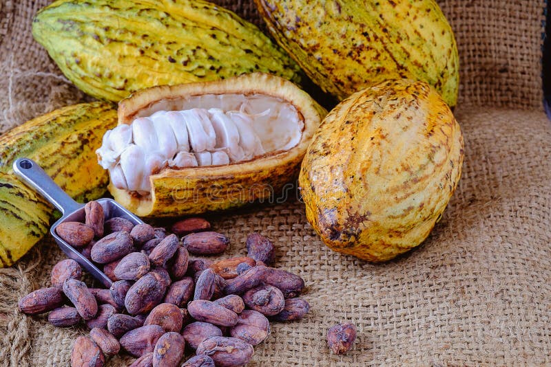 Cacao fresco con las vainas del cacao y los granos de cacao fotos de archivo Cacao fresco con las vainas del cacao y los granos de cacao fotos de archivo