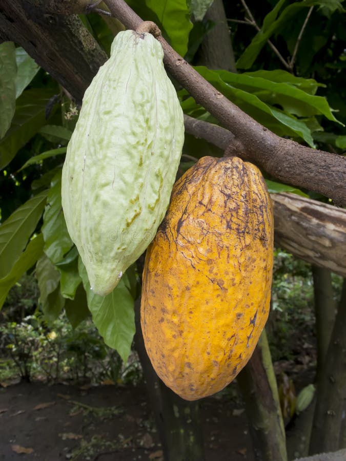 Cacao Fruit stock image. Image of bean, gourmet, yellow 21437965
