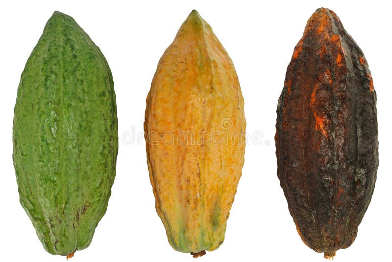 Cacao Fruit Isolated on White Stock Photo Image of delicious