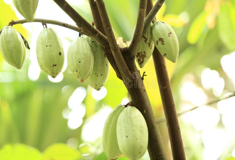 Cacao fruit grow on tree stock photo. Image of cocoa 39997562
