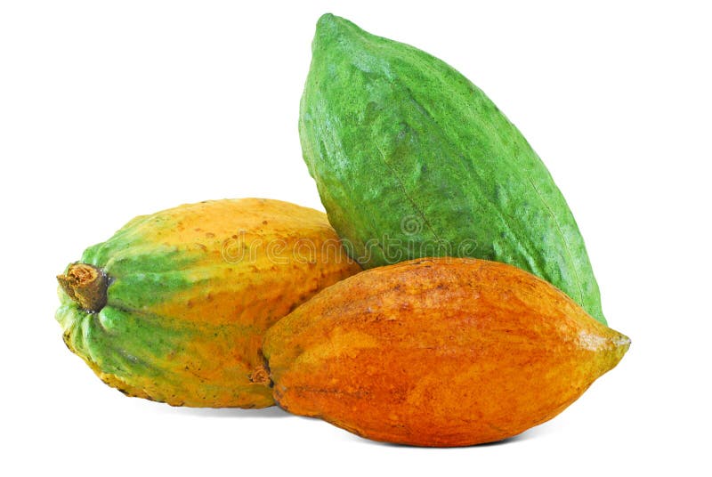 Cacao Fruit Isolated on White Stock Photo Image of delicious