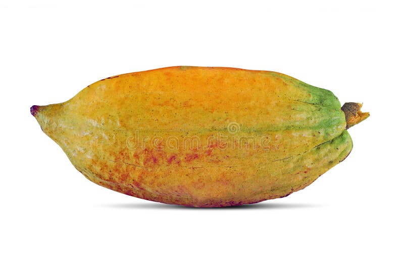 Cacao Fruit Isolated on White Stock Photo Image of delicious