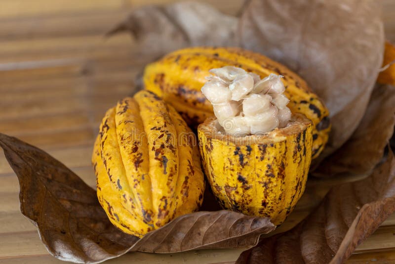 Cacao Fruit, Raw Cacao Beans And Cocoa Pod Background Stock Image Image of background