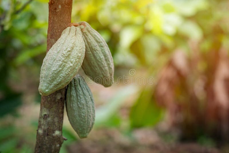 Cacao Fruit on a Cacao Tree Stock Photo Image of jungle, crop 242922466