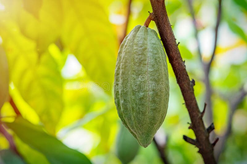 Cacao Fruit on a Cacao Tree Stock Photo Image of agriculture
