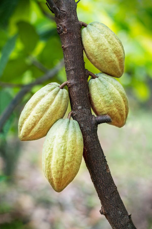 Cacao Fruit on a Cacao Tree Stock Photo Image of fresh, jungle 243389536
