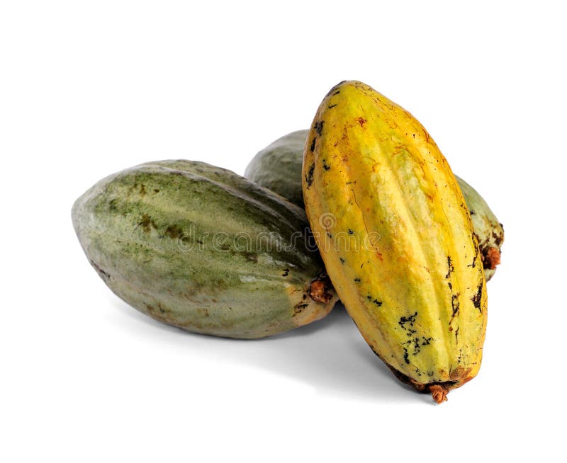 Cacao fruits stock photo. Image of flavor, ingredient 24951564