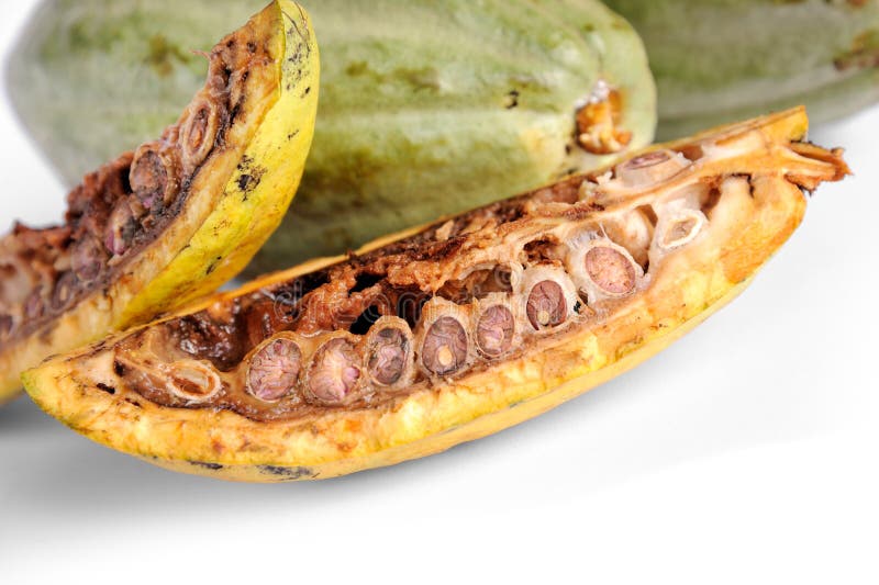 cacao owoc zdjęcie royalty free cacao owoc zdjęcie royalty free