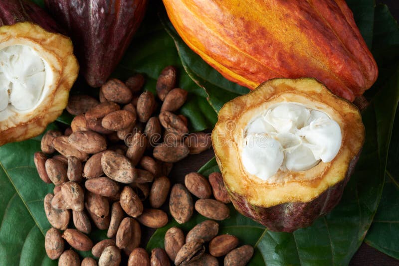 Cacao plant close-up royalty free stock photography Cacao plant close-up royalty free stock photography