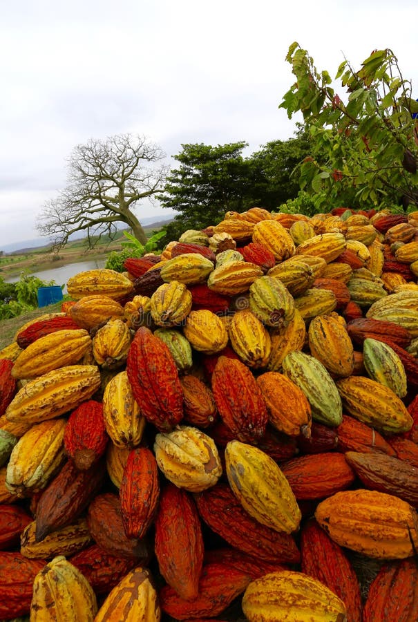 Cacao strąki w Ekwador