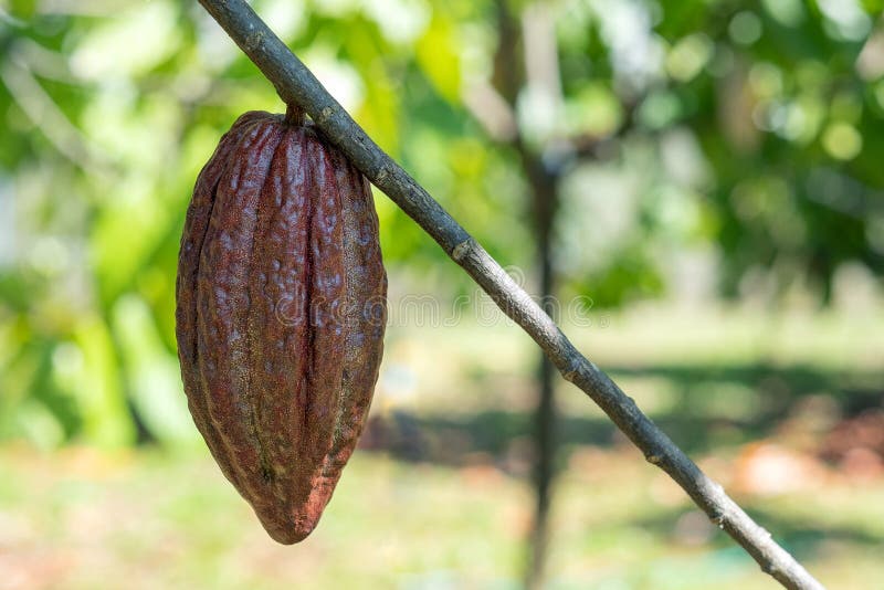 Cacao Tree with Cacao Pods in a Organic Farm Stock Photo Image of