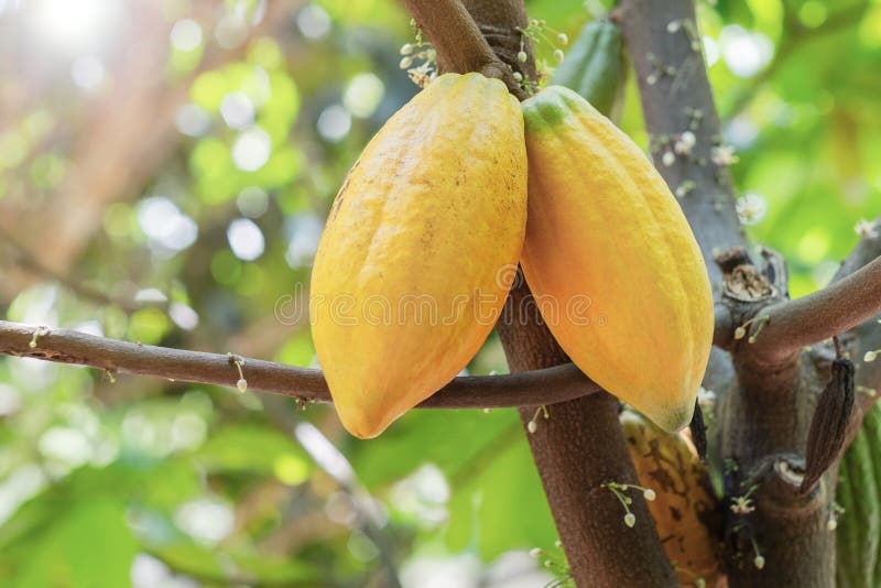 Cacao tree with cacao pods stock image. Image of garden 251460295