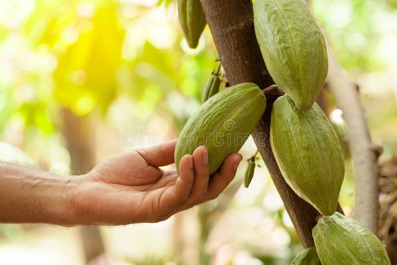Cacao Tree & x28;Theobroma cacao& x29;. Organic cocoa fruit pods in nature stock image Cacao Tree & x28;Theobroma cacao& x29;. Organic cocoa fruit pods in nature stock image