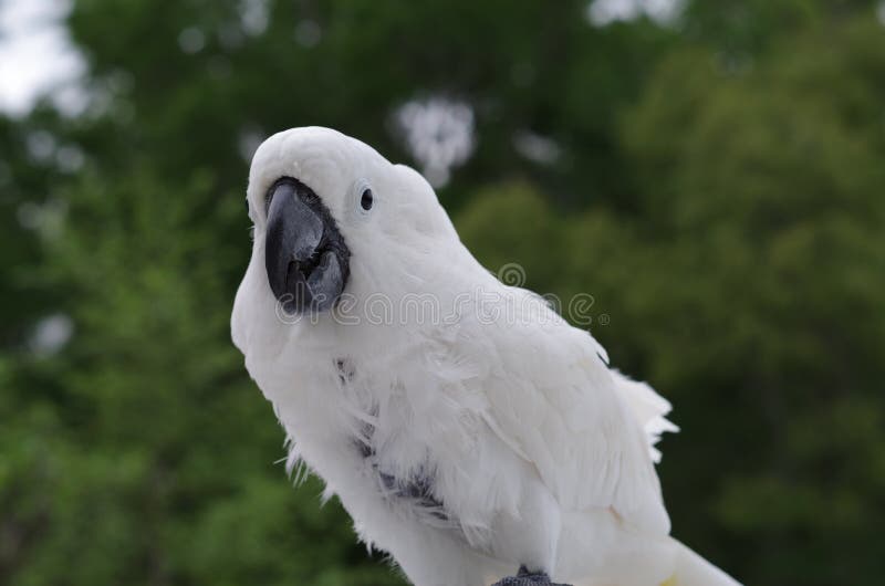 Cacatúa Del Paraguas El Foto de archivo - Imagen pluma, machacar: 57962724