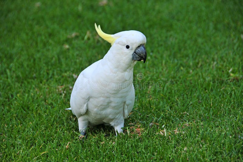 Sulphur Crested Cockatoo, NSW, Australia. Sulphur Crested Cockatoo, NSW, Australia