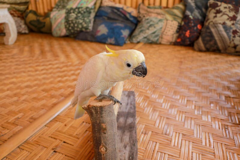 Cacatua Bianca Del Pappagallo Di Conversazione Con Il Ciuffo Giallo