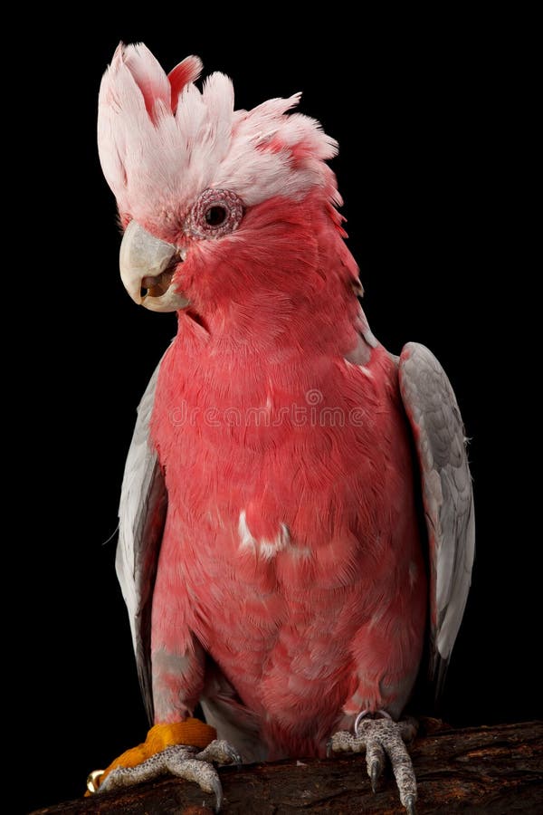 Cacatua de Rosa-breasted, Galah. imagem de stock Cacatua de Rosa-breasted, Galah. imagem de stock