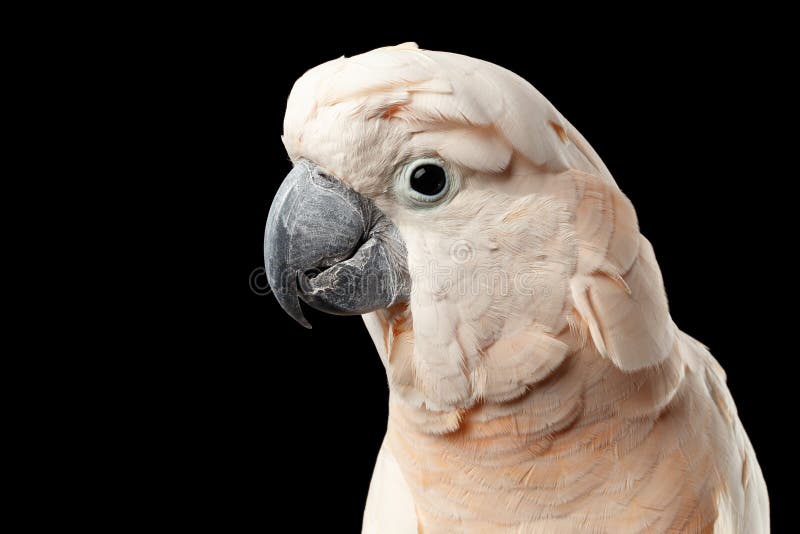 Cacatua molucana bonita principal do close up, papagaio salmão-com crista cor-de-rosa, preto isolado imagem de stock royalty free Cacatua molucana bonita principal do close up, papagaio salmão-com crista cor-de-rosa, preto isolado imagem de stock royalty free
